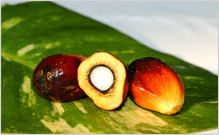 Nutrition Archive